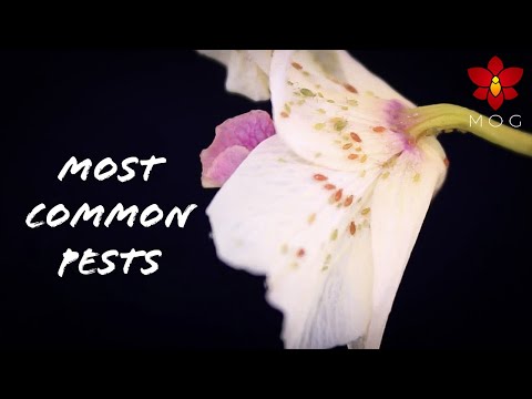 , title : 'Most common Orchid Pests you'll encounter & How to deal with them! 🐞 | Orchid Care for Beginners'