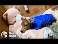 Sick Baby Cow Headbutts His BFFs All Day Now | The Dodo Little But Fierce
