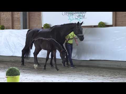 SF Millenium   Rotspon