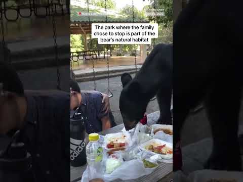 Family picnic in Mexico interrupted by hungry black bear