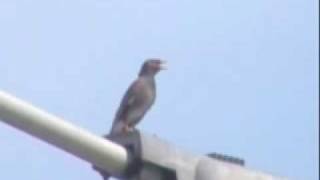 preview picture of video 'Common Myna at Clewiston, Florida 14 Aug 2005'