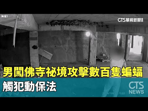 男闖佛寺祕境攻擊數百隻蝙蝠　觸犯動保法