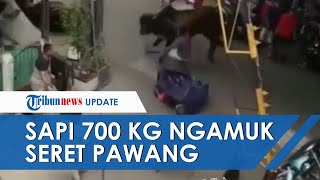Sapi 700 Kg di Tanjung Priok Ngamuk saat Diturunkan dari Pikap, Pawang Terseret Puluhan Meter
