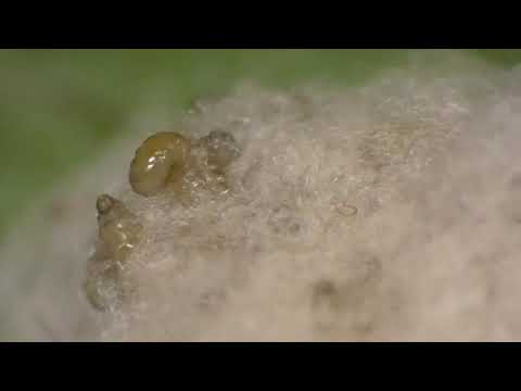 Closeup View of Parasitic Wasp Larvae Spinning Cocoons around Host Caterpillar