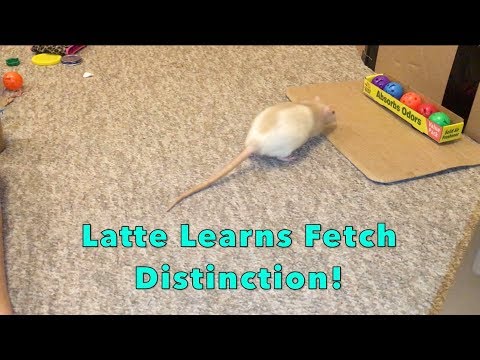 Latte Learns Fetch Distinction!