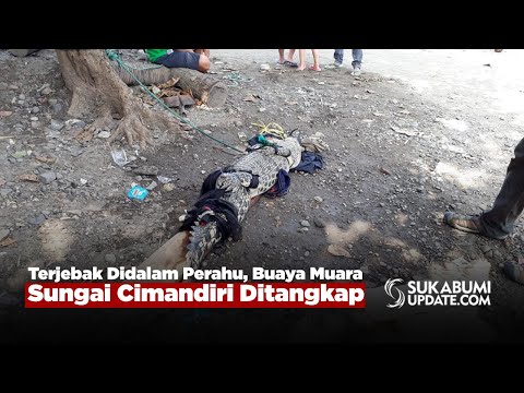 Terjebak Didalam Perahu, Buaya Muara Sungai Cimandiri Ditangkap
