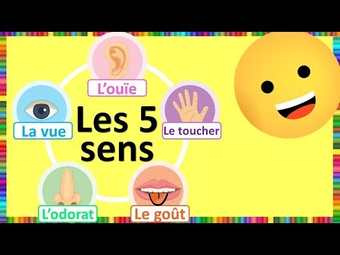 Les cinq sens