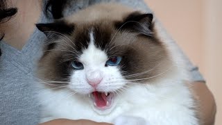 착한 구찌가 머리 끝까지 화가 났어요!