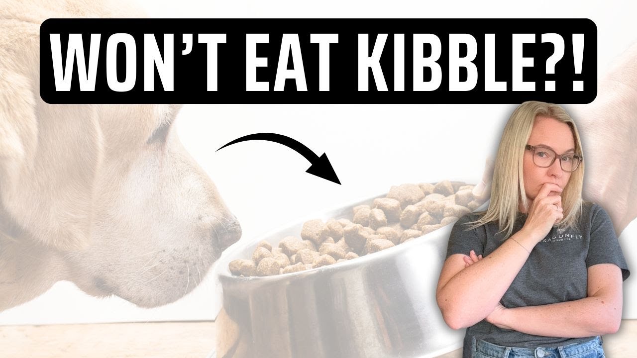 Why Has My Dog Stopped Eating? | Video