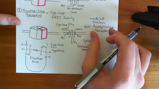 Download the video "The P2X Receptors Part 1"
