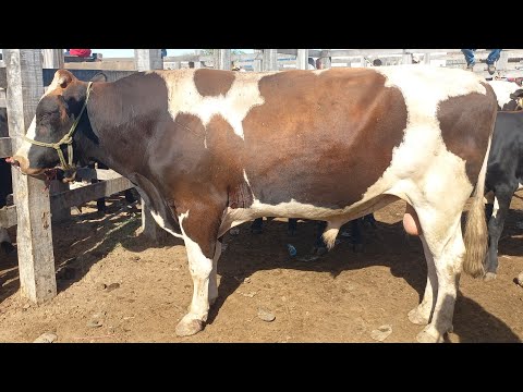 Feira de gado em Dois Riachos Alagoas 25/03/26#nordeste