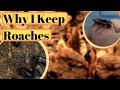 Dubia Roaches Unusual Pets von sg anima