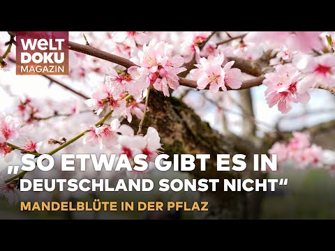 MANDELBLÜTE IN DER PFALZ: „So etwas gibt es in Deutschland sonst nicht“  | WELT DOKU Magazin