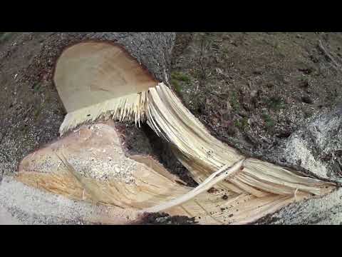 Metsolan Metsäkoulu 277 - Miksi tyvi kannattaa sheivata?