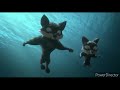 Ooops Noah Is Gone Underwater Scenes