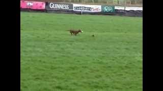 preview picture of video 'Hare terrorised, hit, mauled and carried away'