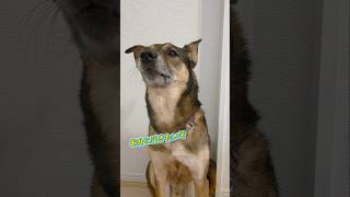 おはようまるちゃん🌞#雑種犬 #雑種 #保護犬 #犬のいる暮らし #いぬのいる生活 #犬のいる生活 #保護犬との暮らし #愛犬 #かわいい犬 #いぬ #犬 #犬動画