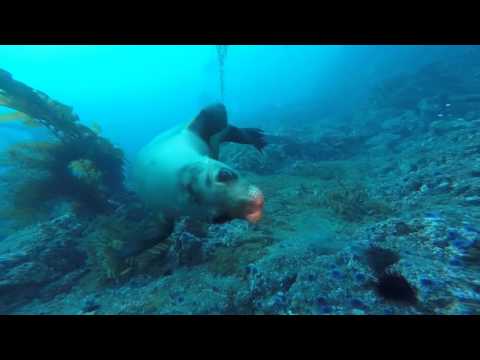 Swimming with Sea Lions at Anacapa Island