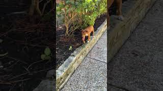 Video preview image #1 Chihuahua-Unknown Mix Puppy For Sale in The Woodlands, TX, USA