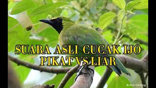 Download lagu SUARA ASLI CUCAK IJO PIKAT MELAWAN SANG PENGHUNI HUTAN SUMATRA CUCAK IJO mp3