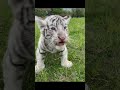 Tiger 5