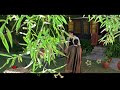 Naina Tere Kajrare Hai Ringtone