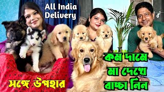 Home Breed Puppies Sell in Low Price। Best Dog Kennel। Dog Market in Kolkata Price।