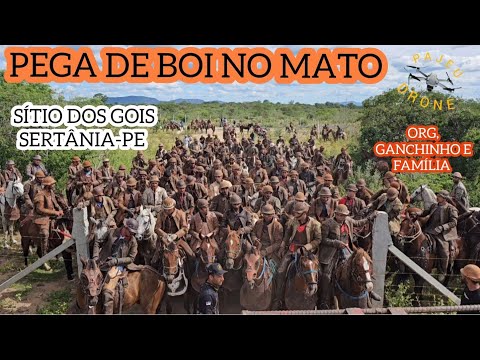 (DRONE) PEGA DE BOI NO MATO SÍTIO DO GOIS SERTÂNIA-PE ORG, GANCHINHO E FAMÍLIA