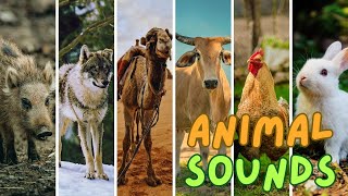 Best Animal Sounds | no music - cow, pig, wolf, monkey, rabbit, camel, roster