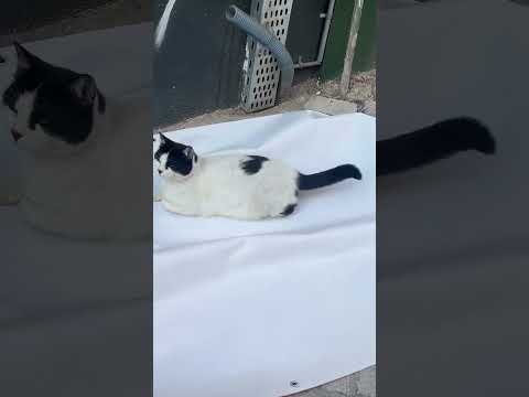 My Memories #funny #animals #comedy #cute #cutecat #cat #catlover #cats #catshorts #kitten #kitty