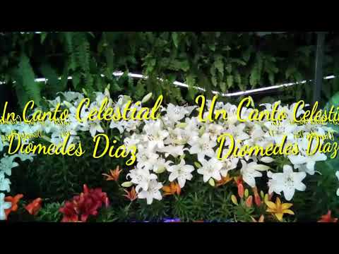 Un Canto Celestial (Letra) Diomedes Díaz