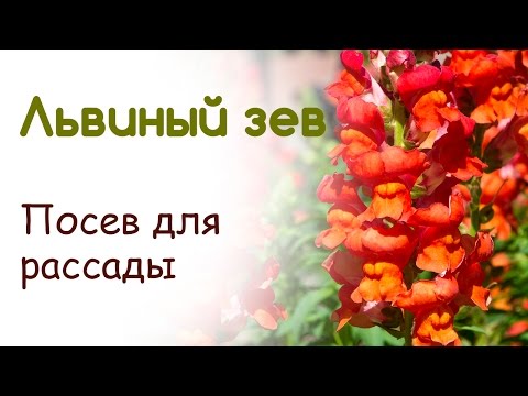 Антирринум (львиный зев): описание и уход