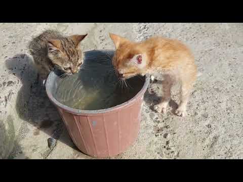 Cute Kittens Drinking Water from Bucket