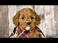 Cavapoo dogs for sale: Girl Dotty - 4936 - Video 1
