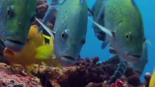 Download lagu https://youtu.be/XO07dZWNtcc?si=RZWolHngNVs_2UkA mp3 Download lagu https://youtu.be/XO07dZWNtcc?si=RZWolHngNVs_2UkA mp3