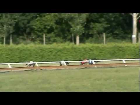 Czech Derby 2nd semifinal - Kengyelfutó First Blue