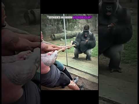 Gorilla vs Human Power🦍💥#shorts