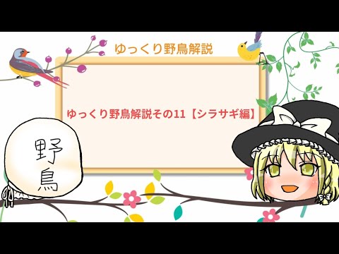 Egretta novaehollandiae