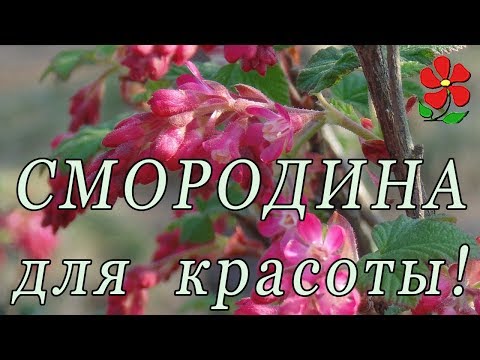 фото смородина красноцветковая (декоративная) 0