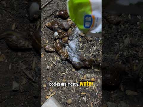 What Happens When You Sprinkle Salt on a Snail? | Science Experiment #snail