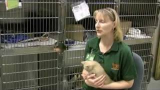 The Emotional Costs of Animal Euthanasia.mp4