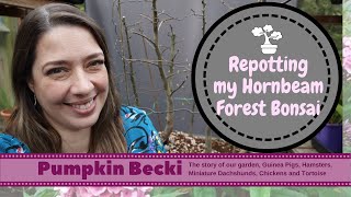 Bonsai Repotting Season - Hornbeam forest