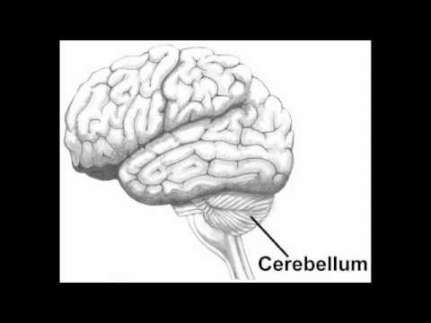 Taming Cerebellum - Fully Automatic (Demo)