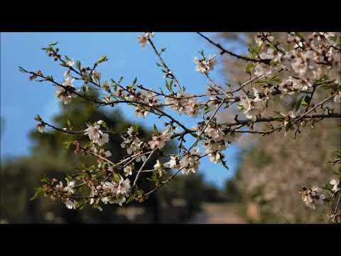 Ulpiu Vlad (*1945): For you (2009)