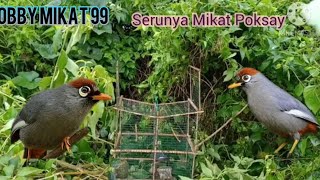 Download lagu mikat poksay mandarin di tempat yang sama dapat tiga ekor mp3