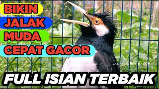 Download lagu Masteran Jalak Suren Full Tembakan Mewah Gacor Full Isian Cililin Tengkek Buto mantap mp3