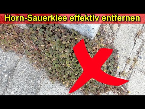 Sauerklee bekämpfen - Horn-Sauerklee aus Beeten, Rasen, Steinfugen entfernen Roten Klee wegbekommen
