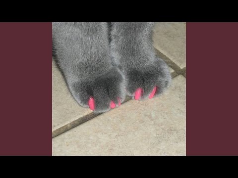 Aesthetics of a Manic Catgirl