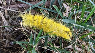 Download lagu Poisonous Dagger Moth Caterpillar mp3