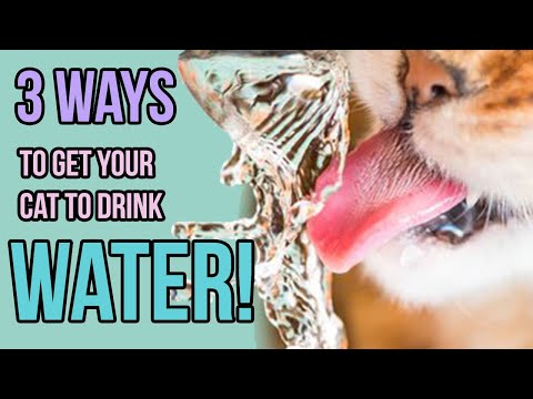 3 Ways I'm Getting My Cats to Drink More Water